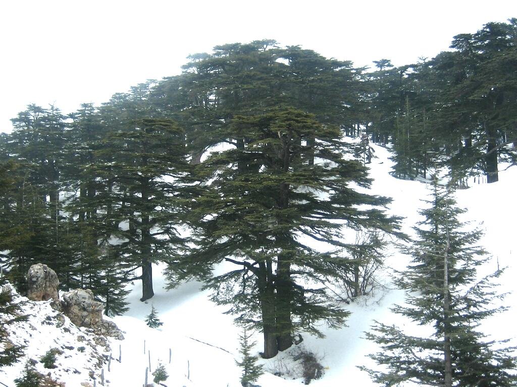 Les majestueux Cèdres de Dieu, arbres millénaires et symboles du Liban, pliant sous le poids d'un épais manteau de poudreuse hivernale.
