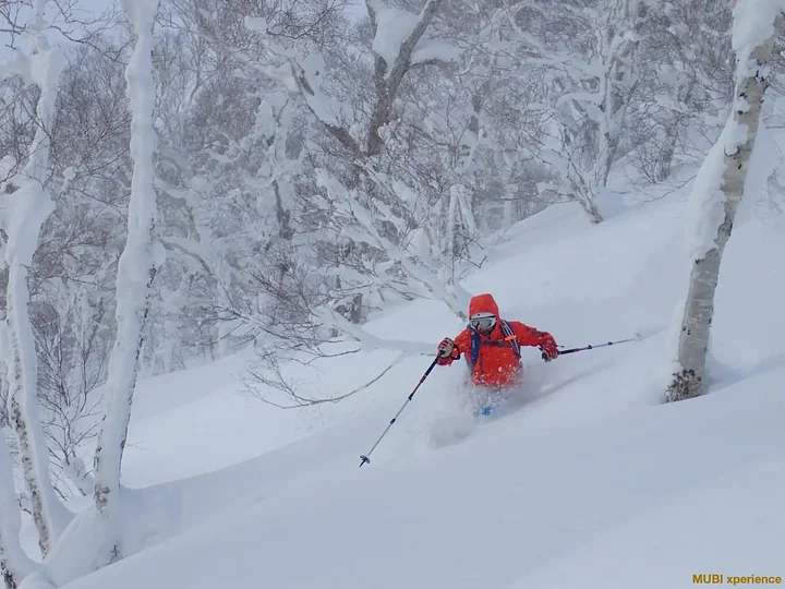 Un freerider fendant un océan de poudreuse ultra-légère (la fameuse Japow) au milieu d'une forêt de bouleaux d'un gris ardoise.