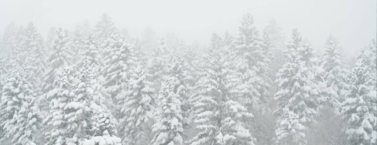 Skieur alpin évoluant sereinement au milieu d'une épaisse forêt de sapins recouverte de neige fraîche.