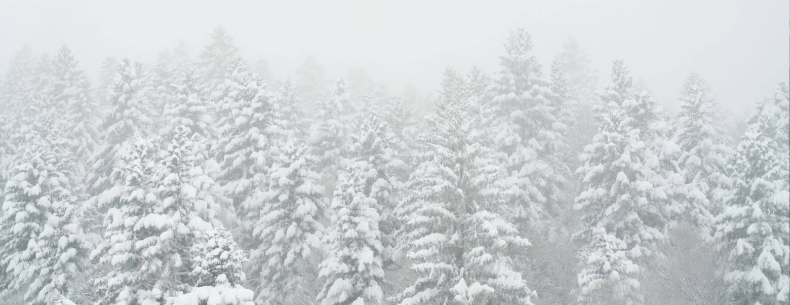 Skieur alpin évoluant sereinement au milieu d'une épaisse forêt de sapins recouverte de neige fraîche.