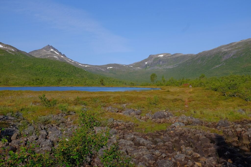 Forêt de pins primaire dans le parc national d'Ånderdalen, Senja