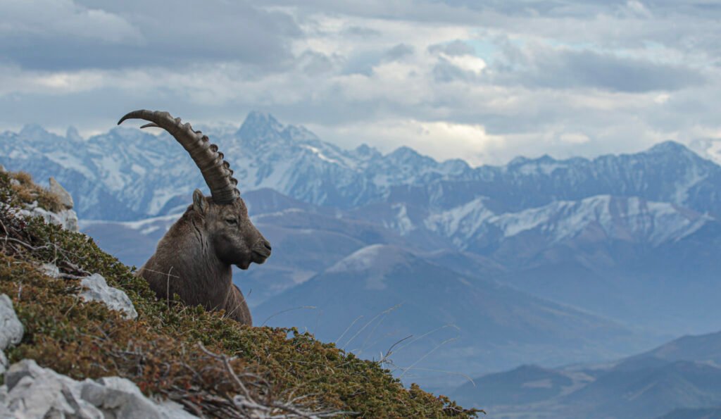 Bouquetin des Alpes dans la réserve naturelle des Hauts-Plateaux du Vercors