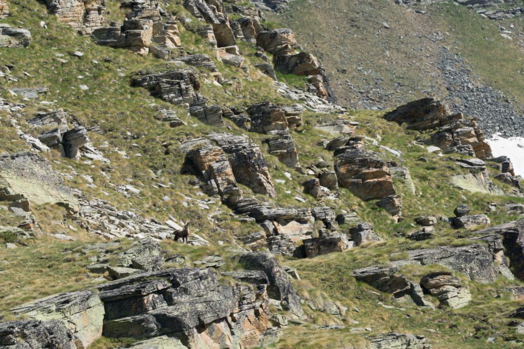 Bouquetin des Alpes dans le Parc national du Grand Paradis, à Valsavarenche