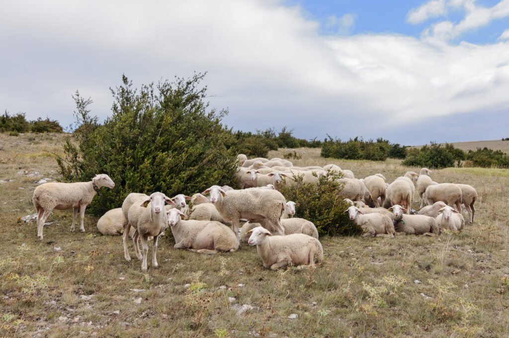 Troupeau de brebis Lacaune sur le Causse Méjean