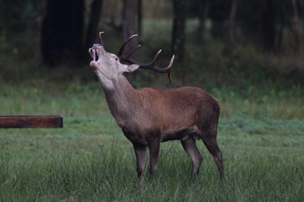 Cerf élaphe bramant pendant la période du rut en forêt