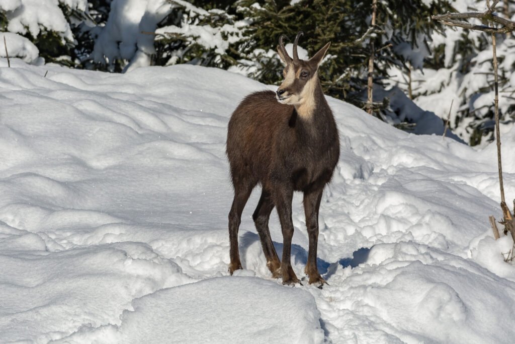 Chamois sur une paroi rocheuse dans les Alpes