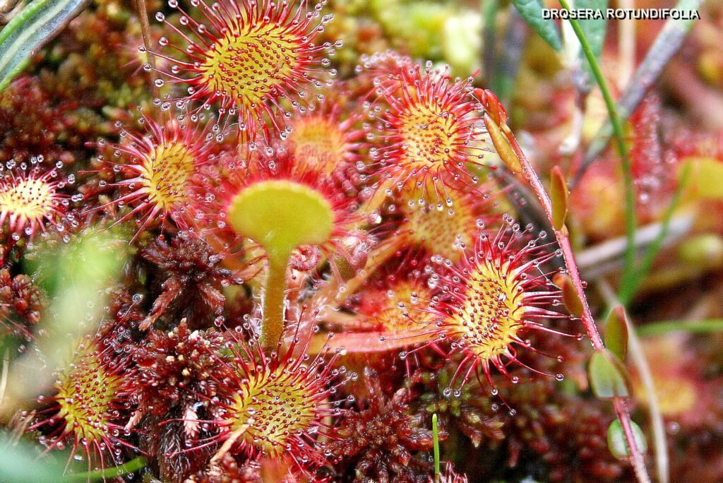 Drosera à feuilles rondes, plante carnivore des tourbières vosgiennes