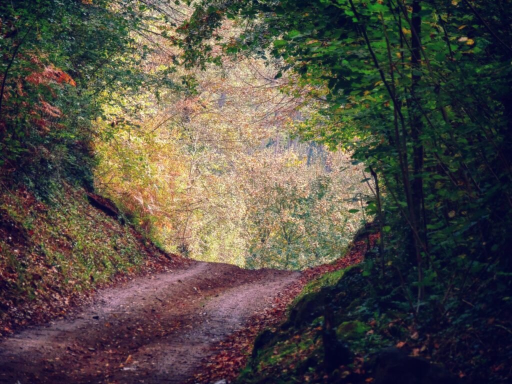 Fageda d'en Jordà, hêtraie sur coulée de lave, Garrotxa