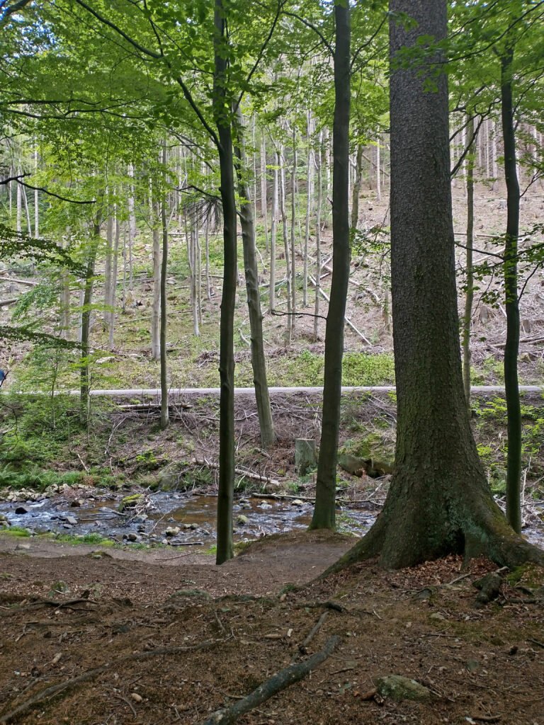 La rivière Ilse traversant la forêt du Nationalpark Harz