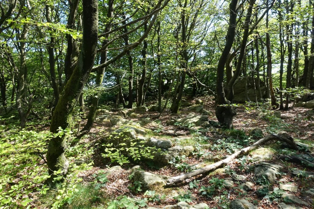 Sous-bois humide et brumeux dans le Parco Naturale Regionale del Beigua, Geoparc mondial UNESCO