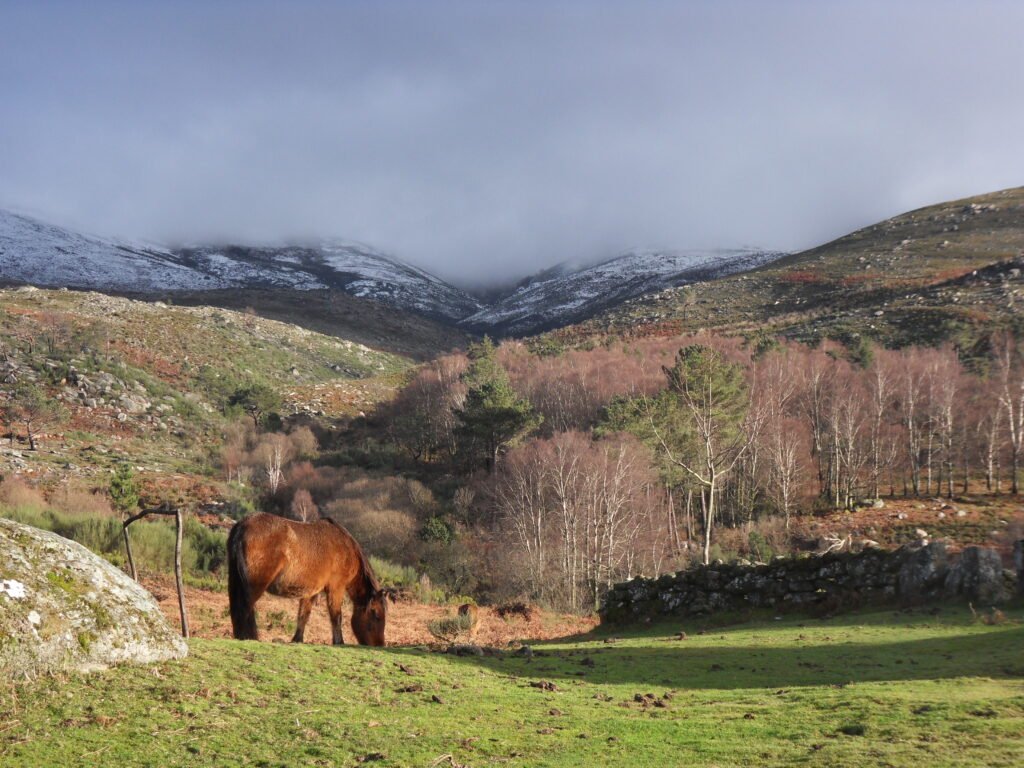 Garranos, poneys sauvages de la Serra Amarela, Peneda-Gerês