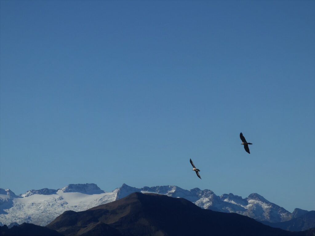 Couple de gypaètes barbus (Gypaetus barbatus) en vol