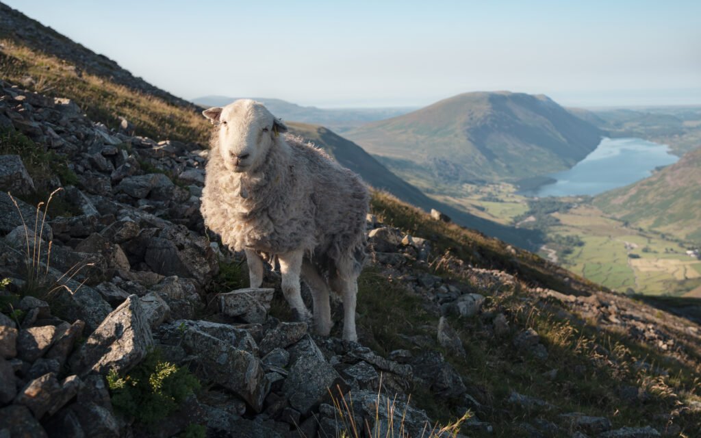 Moutons Herdwick, Lake District, Angleterre