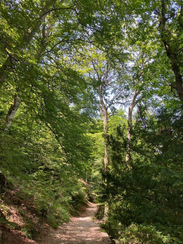 Hêtraie relictuelle de la Sainte-Baume, forêt de hêtres en Provence