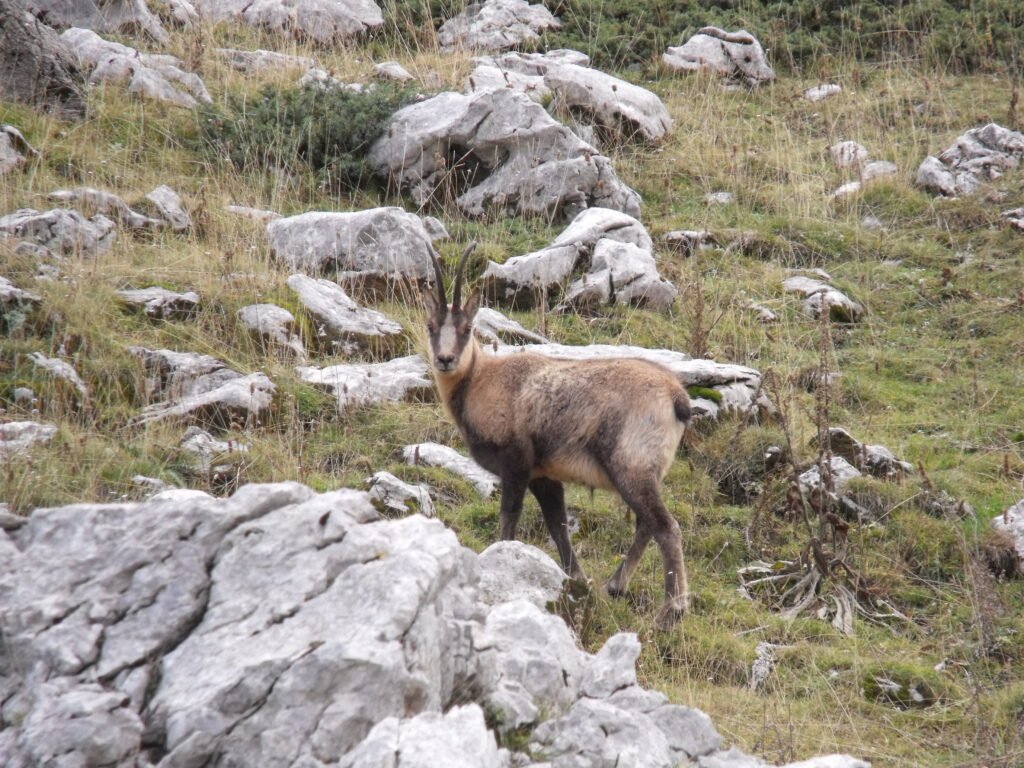 Isard des Pyrénées (Rupicapra pyrenaica) sur un versant rocheux