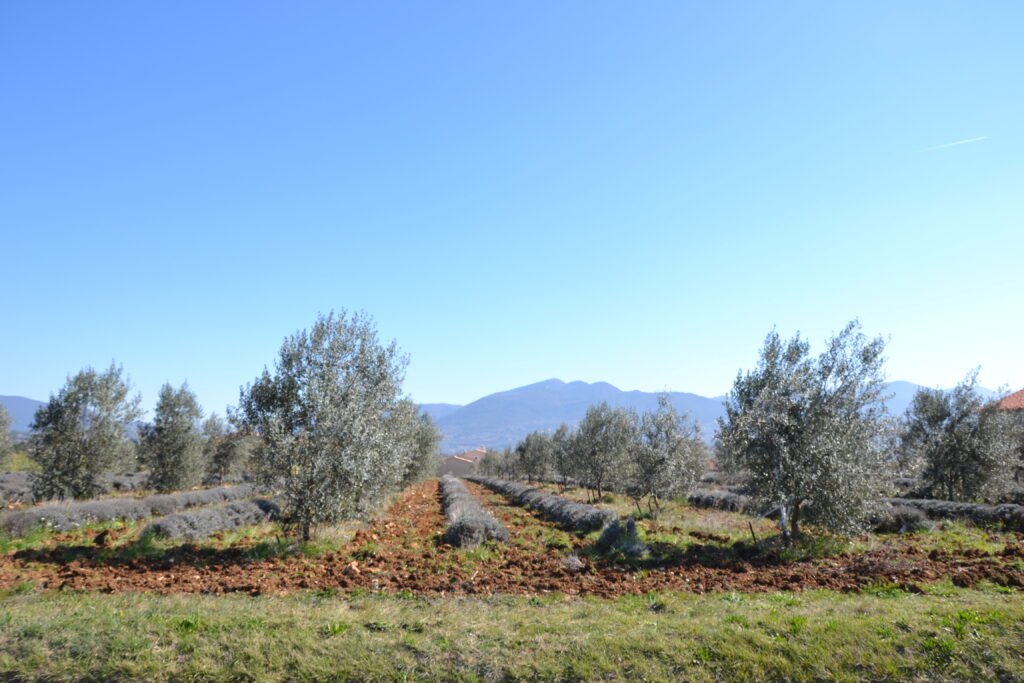 Champs de lavande et oliviers en Drôme provençale, aux portes des Baronnies