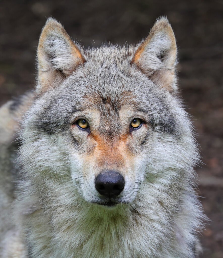 Loup gris, Canis lupus