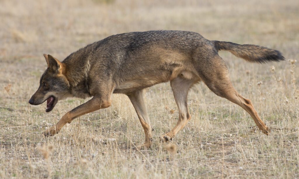 Loup ibérique (Canis lupus signatus), espèce emblématique de Peneda-Gerês