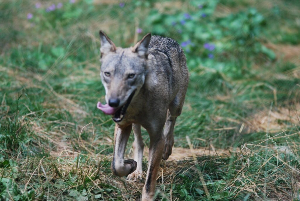 Lupo appenninico, loup des Apennins, Canis lupus italicus