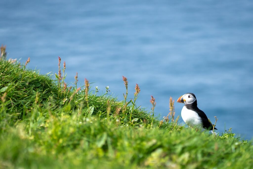 Macareux moine sur l'île de Mykines, îles Féroé
