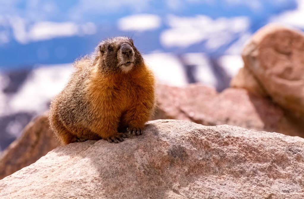 Marmotte alpine, dont le sifflement est comparé à celui du Barbegazi dans le folklore