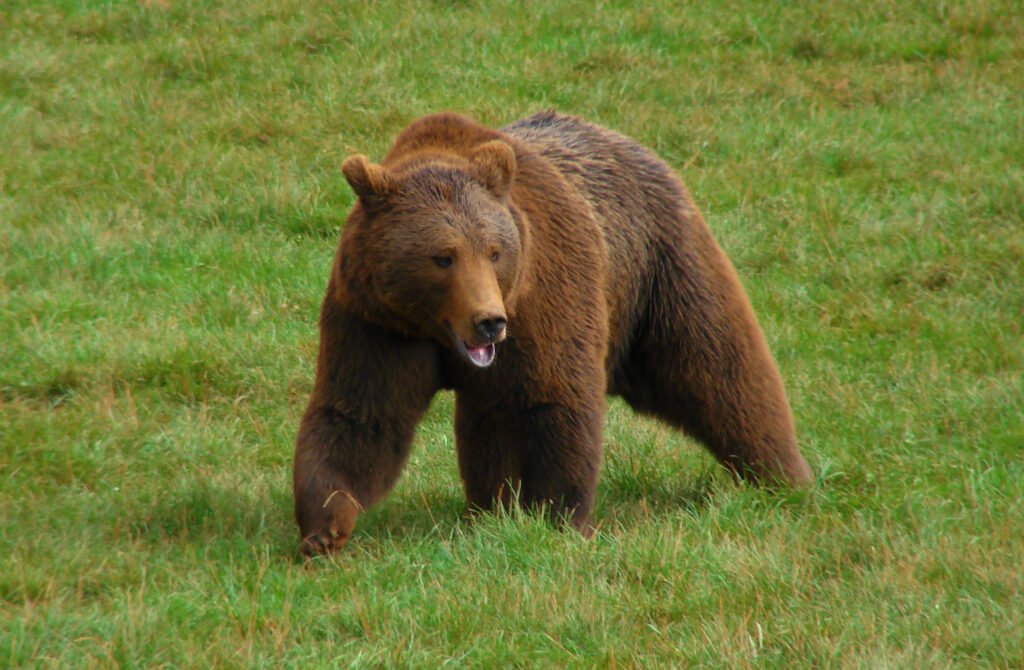 Ours brun (Ursus arctos), l'espèce emblématique de Somiedo