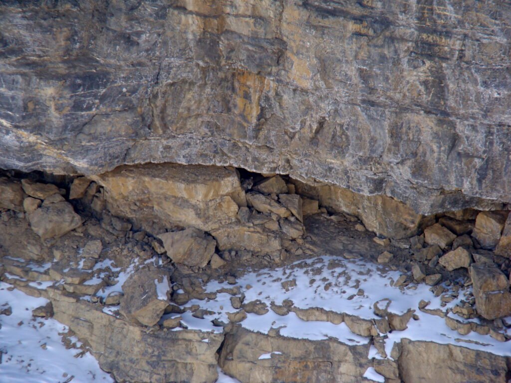 Une panthère des neiges (Panthera uncia)