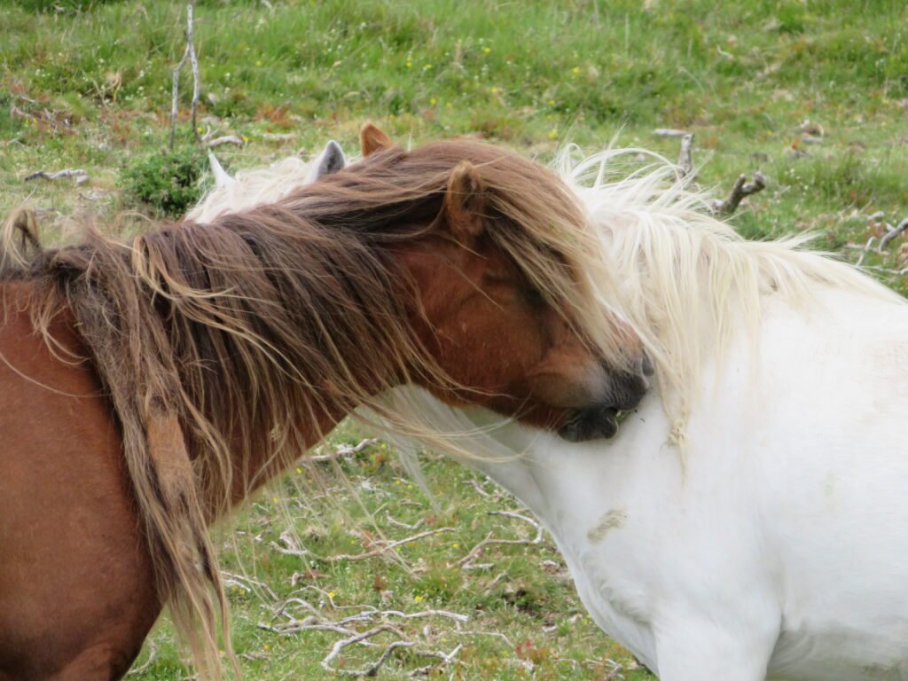 Poneys sauvages des Carneddau, Snowdonia (Eryri)