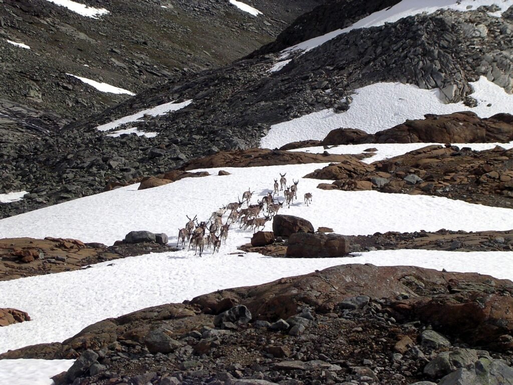 Renne sauvage de Norvège, semblable à ceux du Hardangervidda