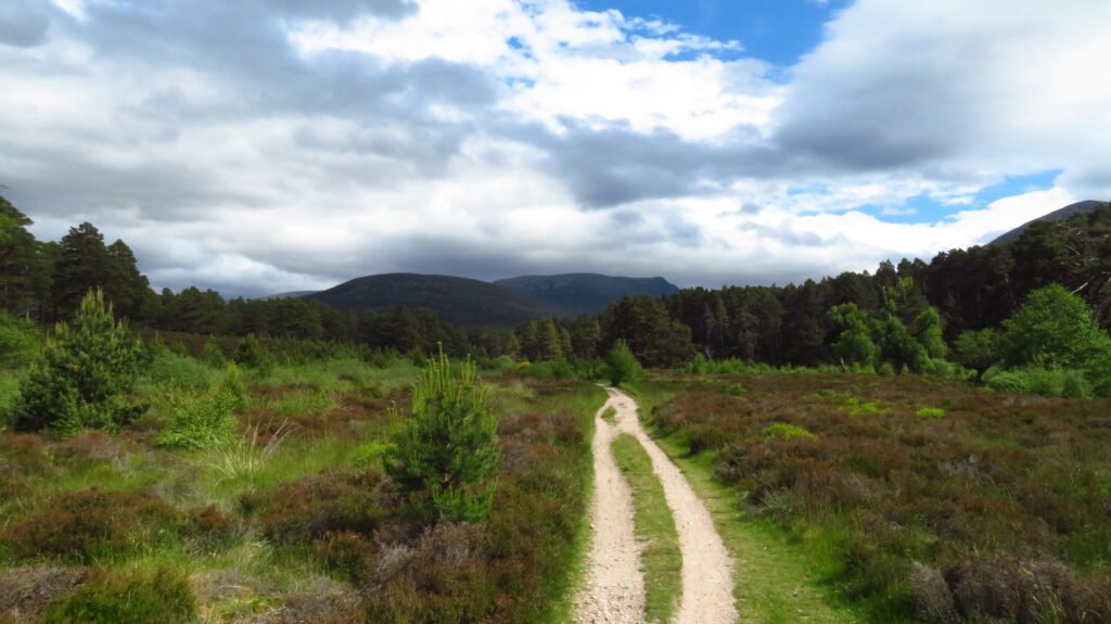 Forêt calédonienne de Rothiemurchus, Cairngorms, Écosse