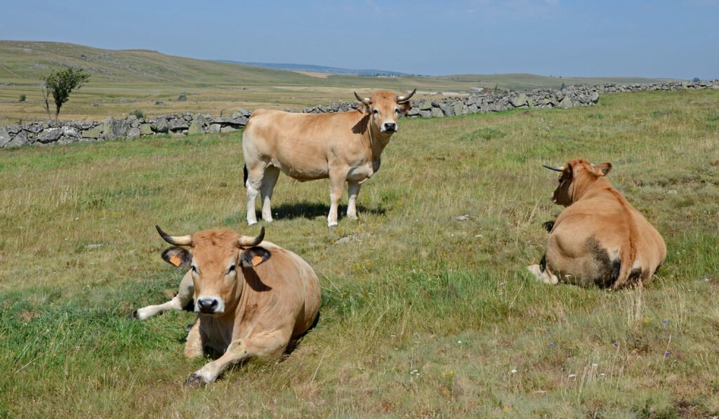 Vaches de race Aubrac, robe fauve froment, sur le plateau de l'Aubrac