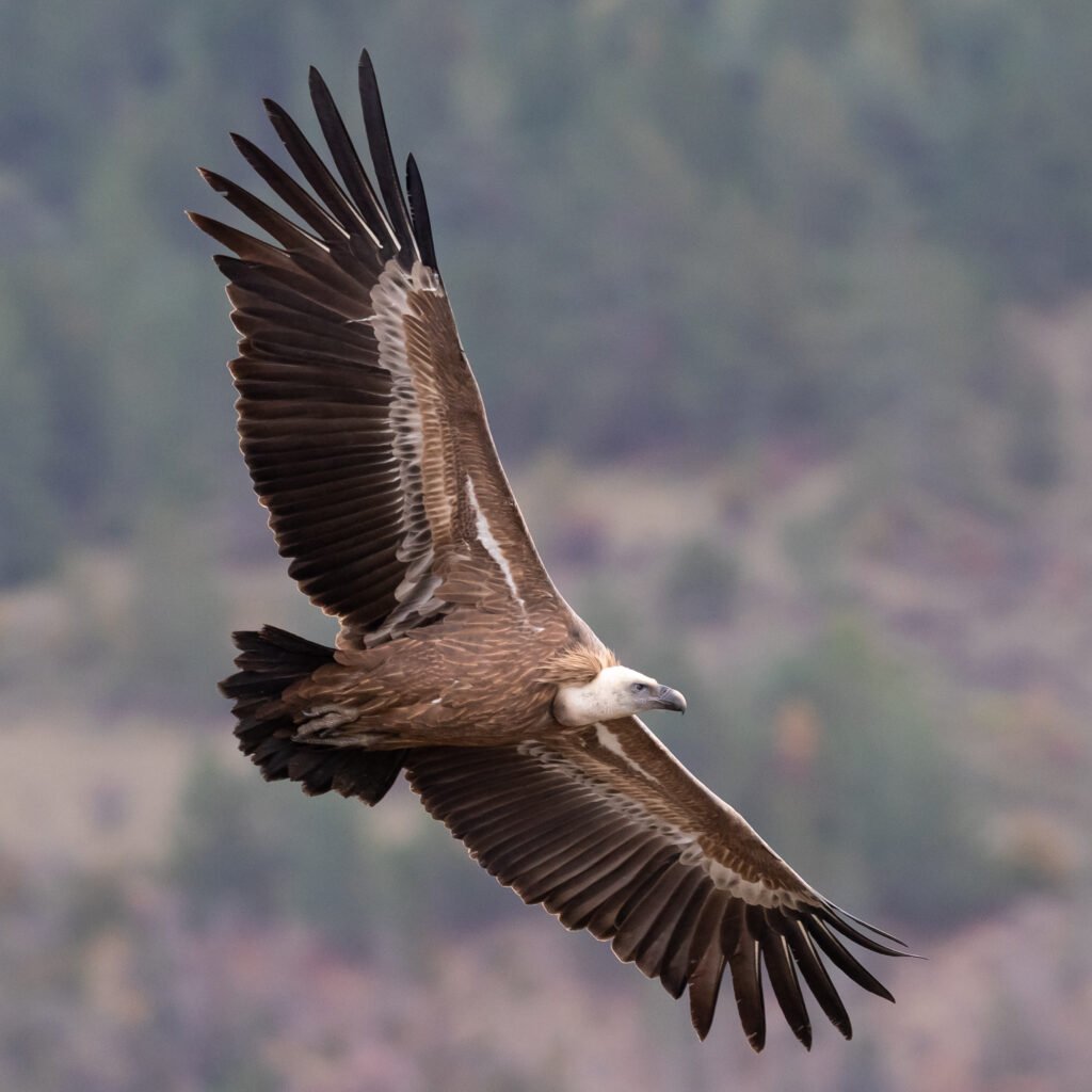 Vautour fauve dans le Parc naturel régional des Baronnies provençales