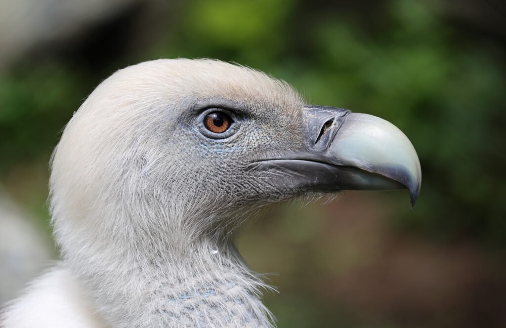 Vautour fauve (Gyps fulvus) en vol au-dessus des Corbières