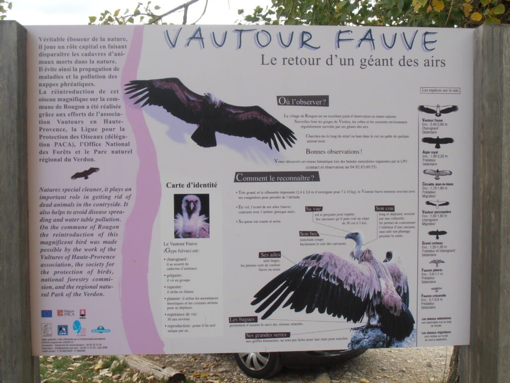 Vautour fauve dans le Parc naturel régional du Verdon
