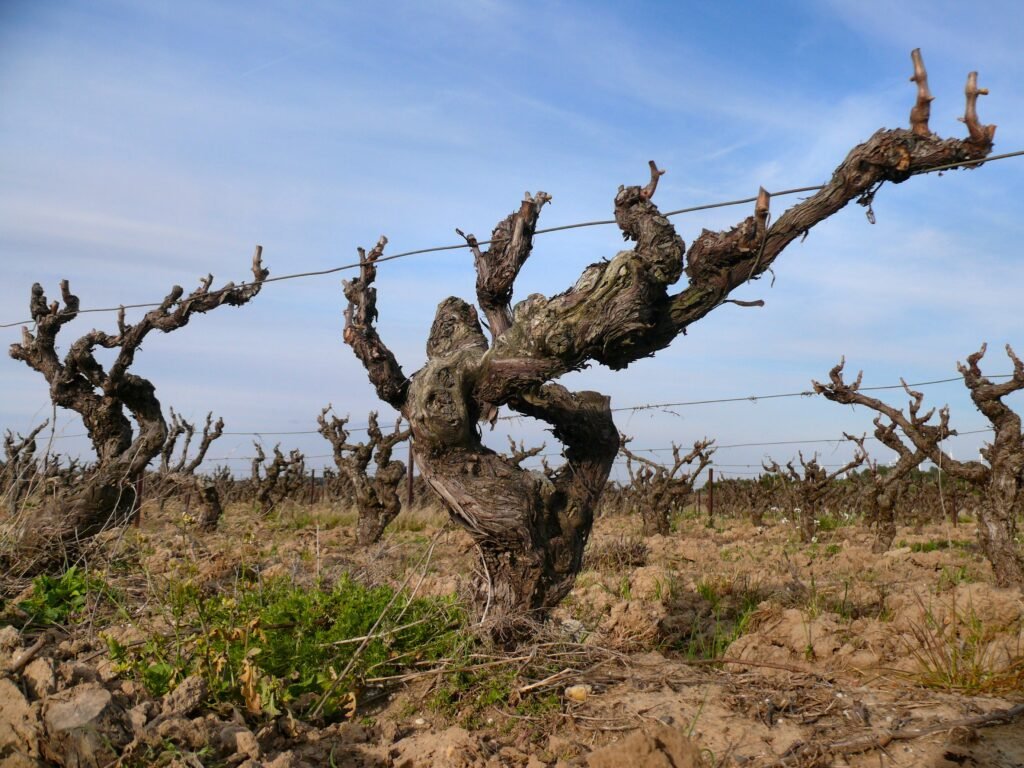 Vieilles vignes dans le vignoble de l'appellation Corbières